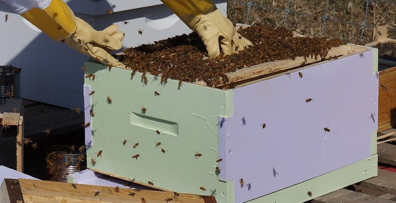 La réglementation au sujet de l’installation de ruches dans les grandes villes
